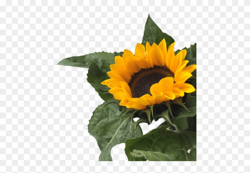 Free Png Download Sunflower Png Tumblr Png Images Background - Sunflower Png Clipart #1231797