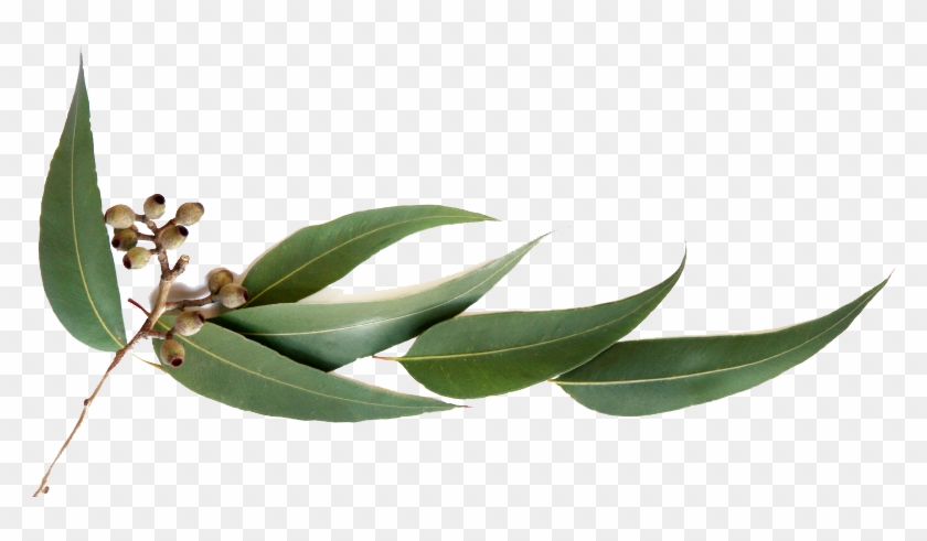 Blossom Drawing Eucalyptus - Gum Leaves Clip Art - Png Download