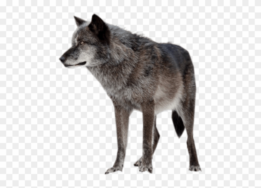 Free Png Download Dark Wolf Png Images Background Png - Rena Indian Warrior Princess Clipart