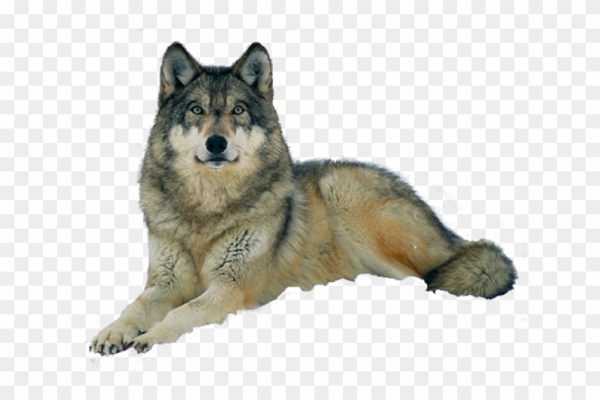 Captive Grey Wolf, Canis Lupus Clipart