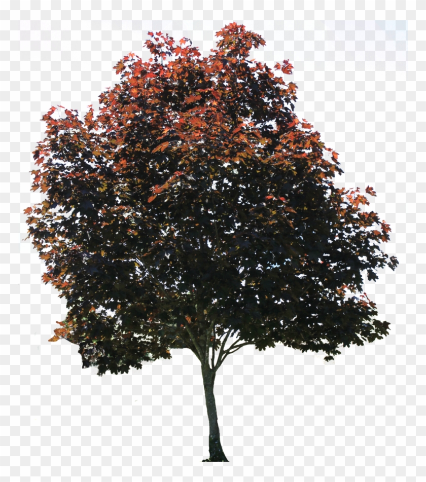 Zip File Link Is In The End Of The Post - Plum Tree Cut Out Clipart