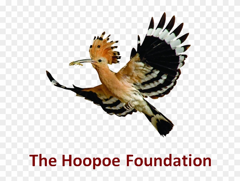 Hoopoe Bird Clipart #1232748