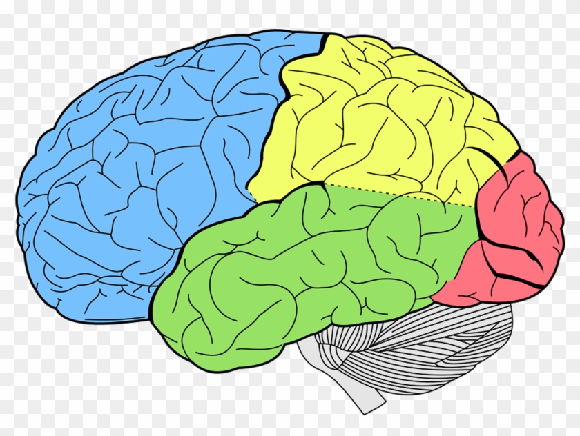 Brain Png High-quality Image - Lobes Of The Brain Clipart #1233344