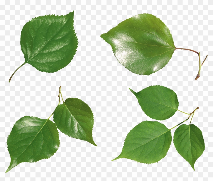 Green Leaf Png - Листья Зеленые В Пнг Clipart #1233392
