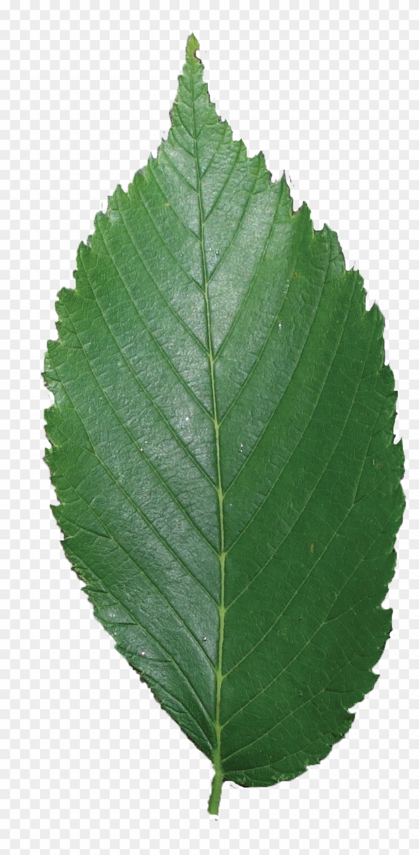 American Elm Leaf Png , Png Download Clipart #1233499