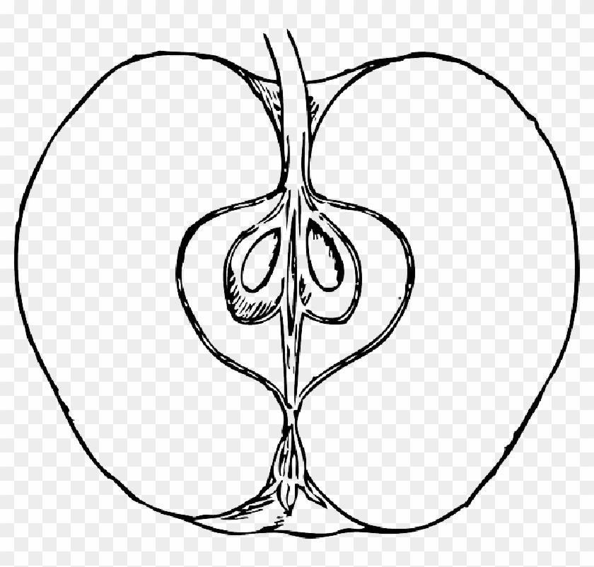 Apple, Food, Fruit, Outline, Cross, Drawing, Open, - Inside Of An Apple Drawing Clipart