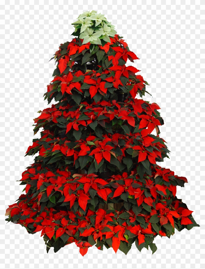1965 X 2394 0 - Christmas Tree Png In Red Clipart #1234174