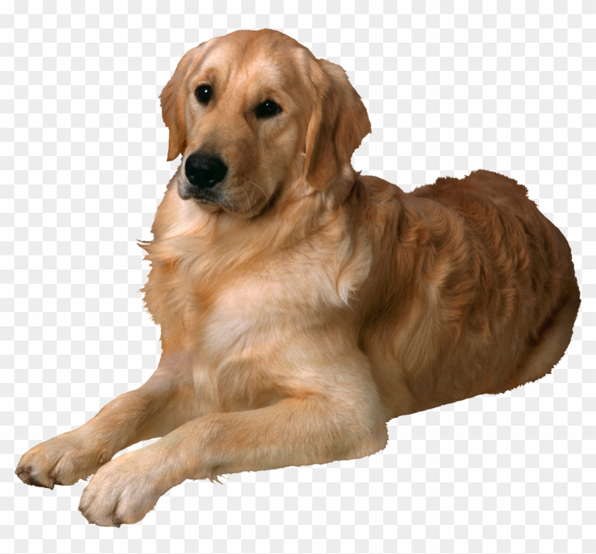 Golden Retriever Png Hd Clipart