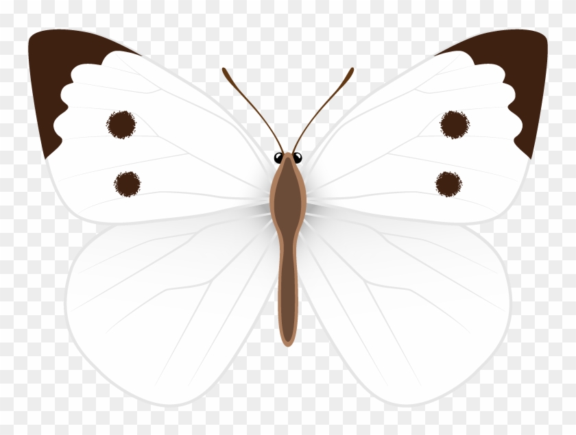 Jpg Black And White Butterfly Clipart - Pieridae - Png Download #1234434