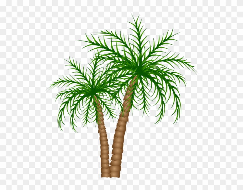 Palm Tree Png, Palm Trees, Picture Tree, Tree Branches, Clipart #1234746