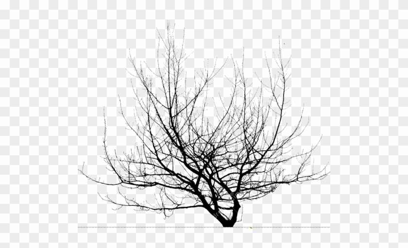 Ramas Png - Sketch Clipart