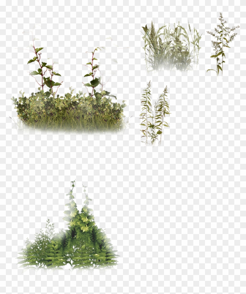 Advanced Modifications - Plants Clipart #1235452