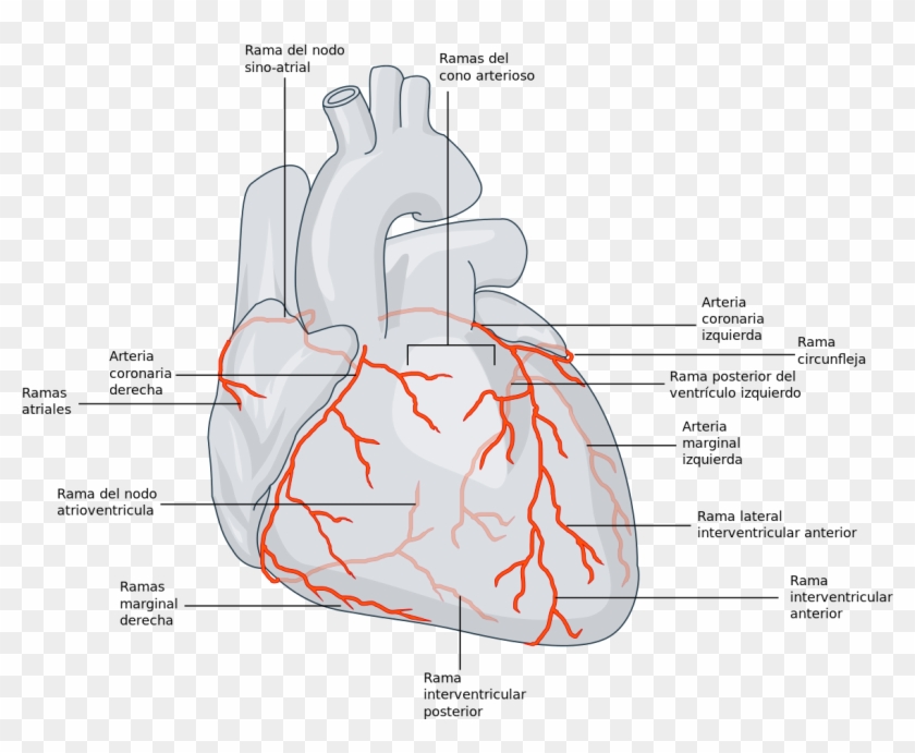 Rama Marginal Derecha De La Arteria Coronaria Derecha - Surco Transversal Del Corazon Clipart #1235715