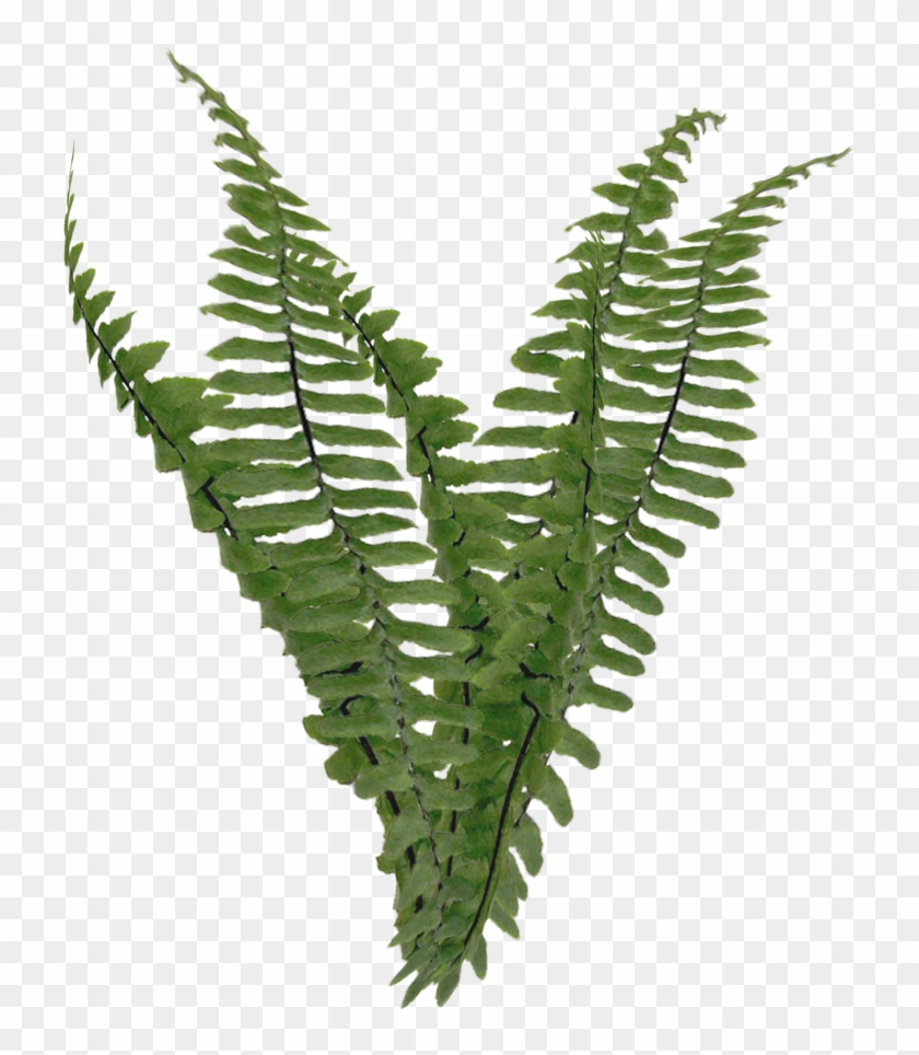 Ferns Png - Transparent Background Png Foliage Clipart #1235735