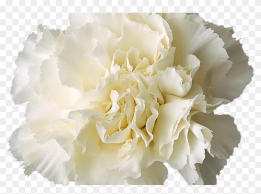 White Transparent Flower Crown - White Carnation Flower Transparent Clipart #1235745