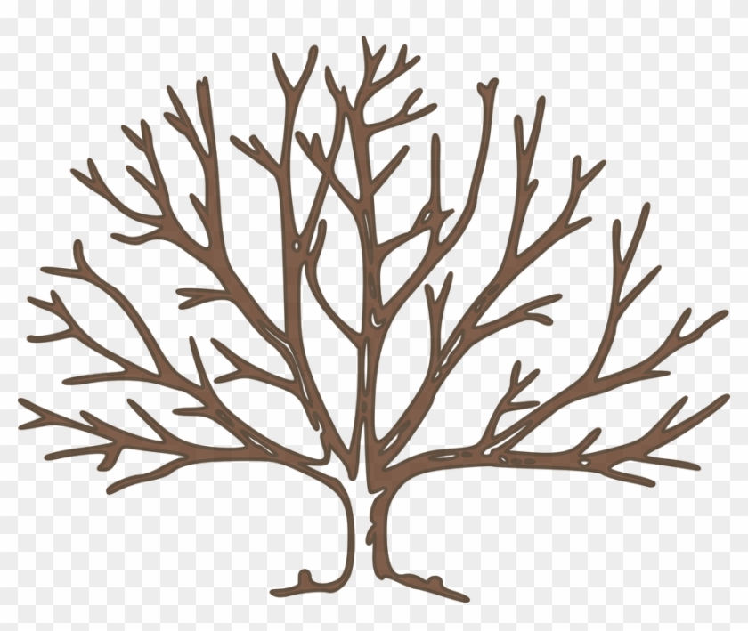 Arbol Ramas Png - Bare Tree Clipart Transparent Png #1235767