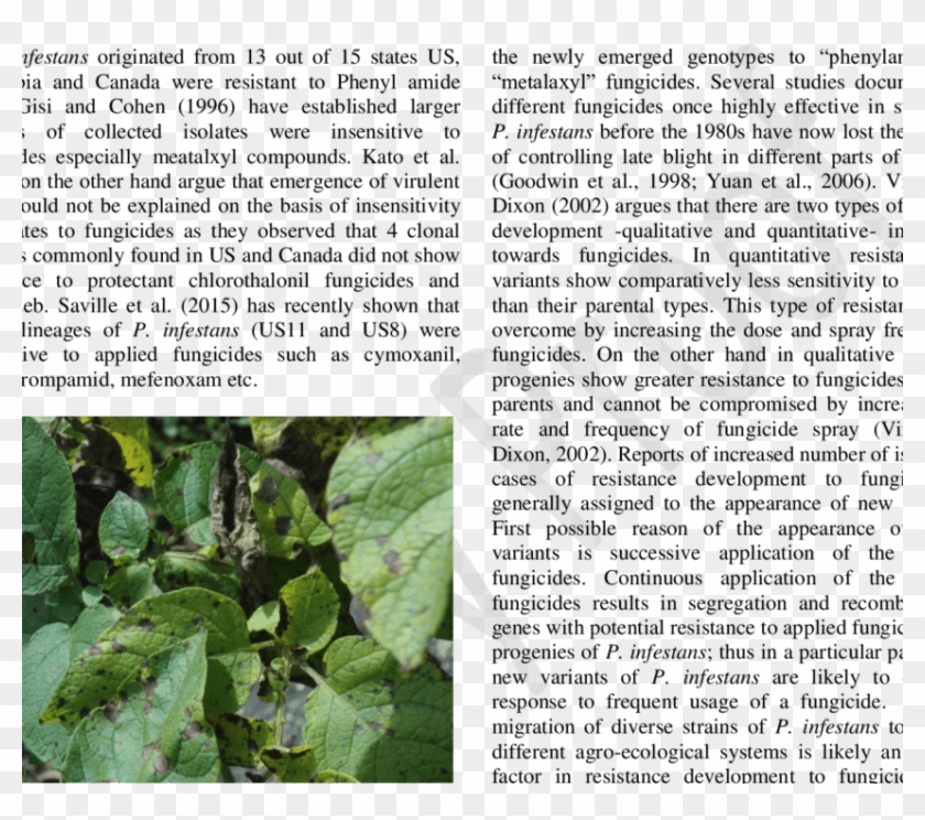 Symptoms Of Late Blight Disease On Potato Foliage - Animal Clipart #1236449