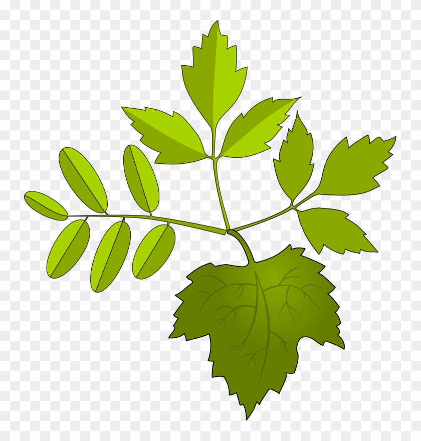 Small - Folhagem Png Clipart