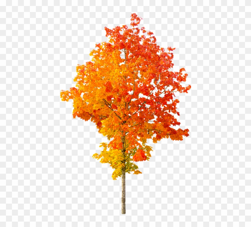 Nature, Autumn, Tree, Fall Foliage, Leaves, Golden, - Cartoon Autumn Trees Clipart