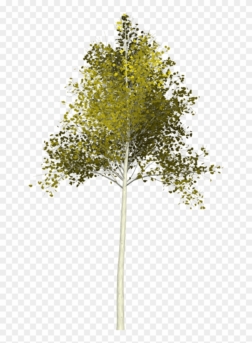 Aspen Png Clipart