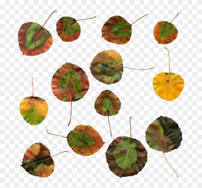 Autumn, Leaves, Autumn Leaves, Foliage, Red, Color - Autumn Clipart #1237053