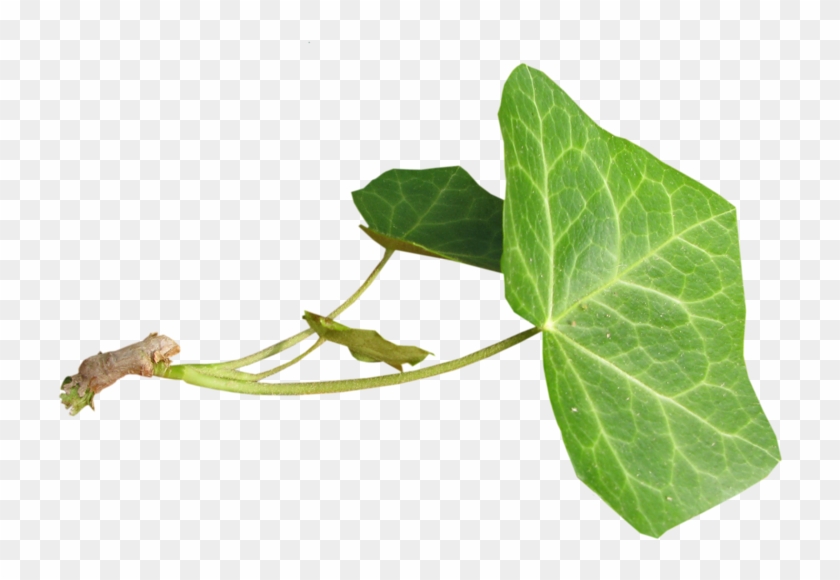 Hojas- - Bud Clipart #1237109