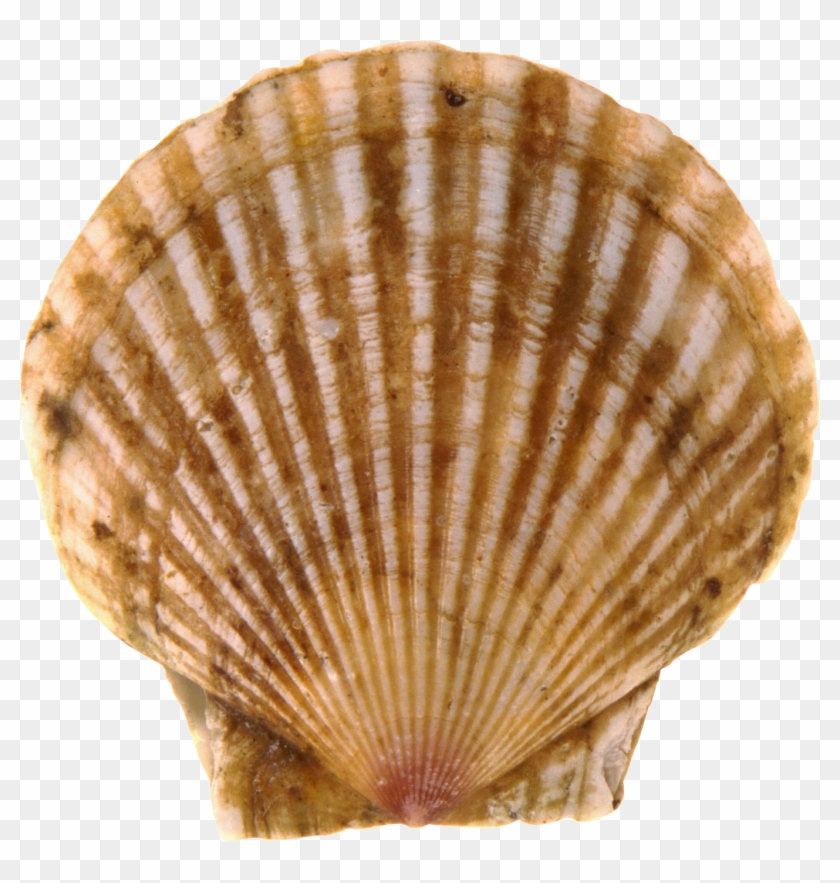 Seashell Png - Vieiras Png Clipart #1237141