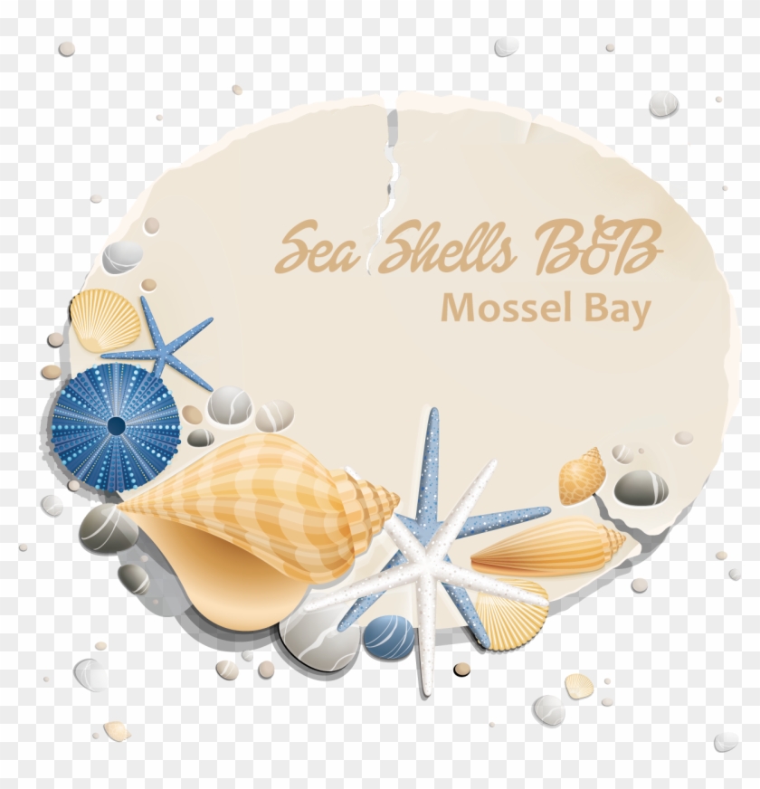 Mossel Bay Sea Shells B&b - Sand Dollar Clipart #1237499