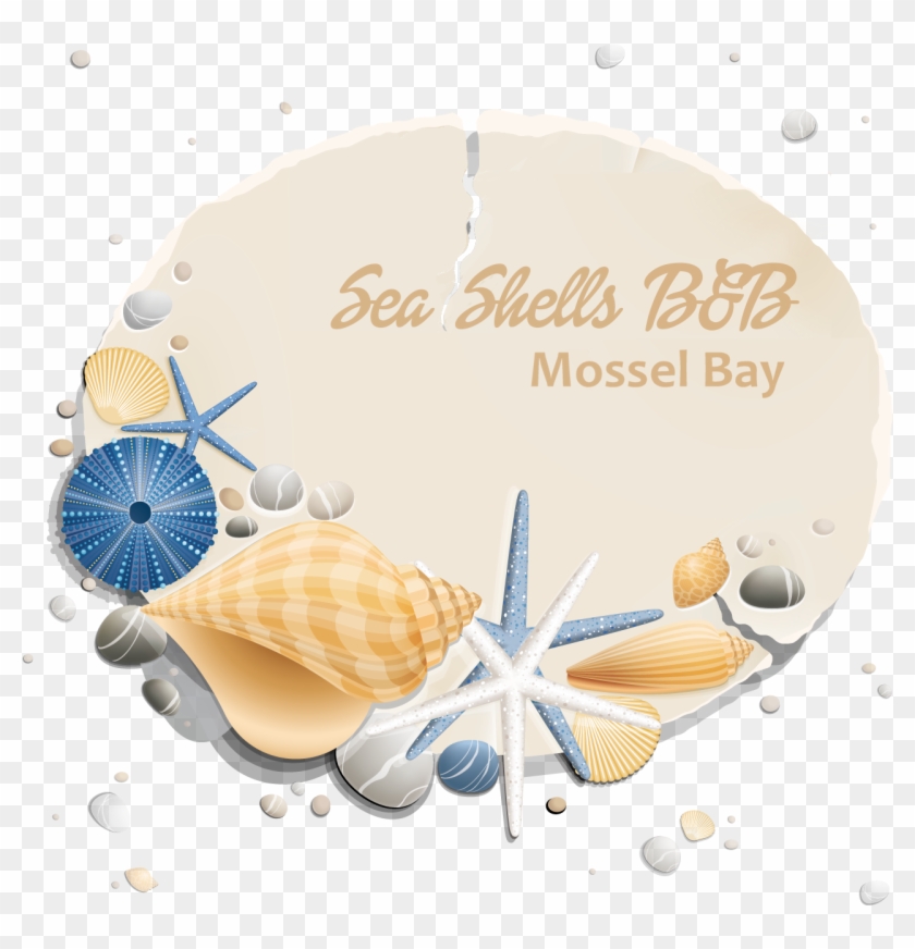 Mossel Bay Sea Shells B&b - Sand Dollar Clipart