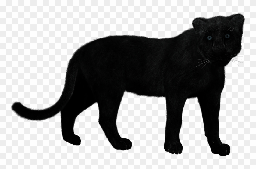 Pantera Png - Leopard Black Hd Png Clipart #1238154