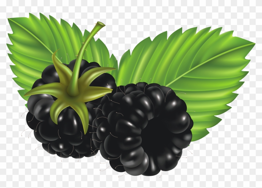 Clip Art Blackberries - Png Download #1238400