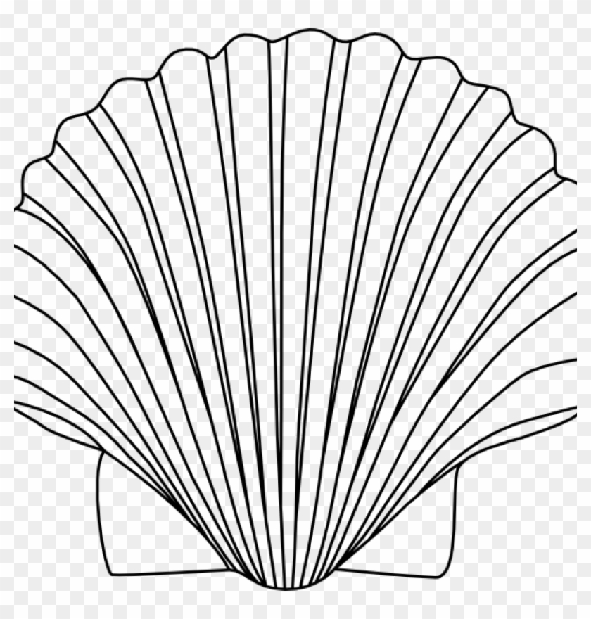 Shell Clipart 15 Shells Clipart Black And White For - Sea Shells Line Art - Png Download