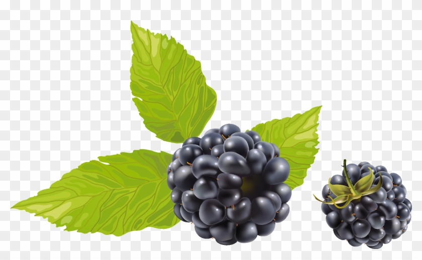 Blackberry Png - Blueberry Vector Clipart #1238606