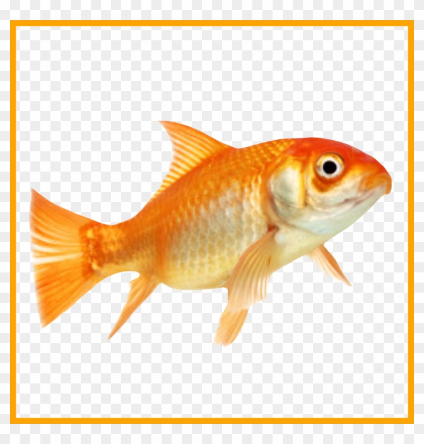 Png Library Download Amazing No Don U Make Me Leave - Am A Fish Clipart #1239211
