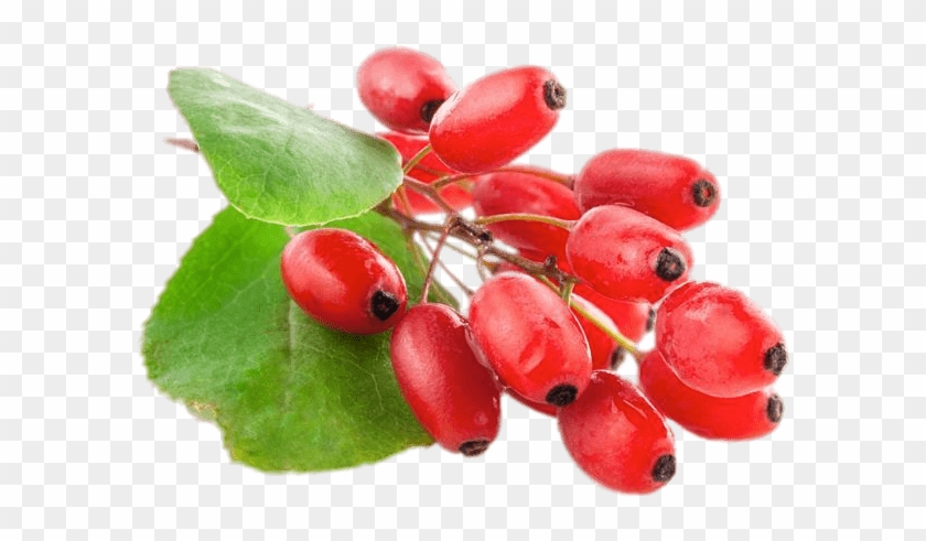 Download - Barberry Png Clipart