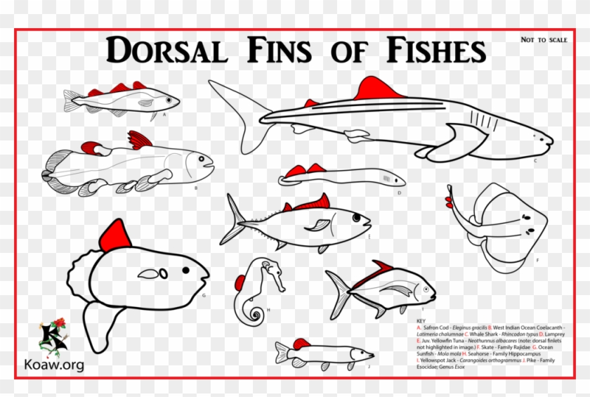 Dorsal Fin With Multiple Species - Types Of Pectoral Fins Clipart #1239561