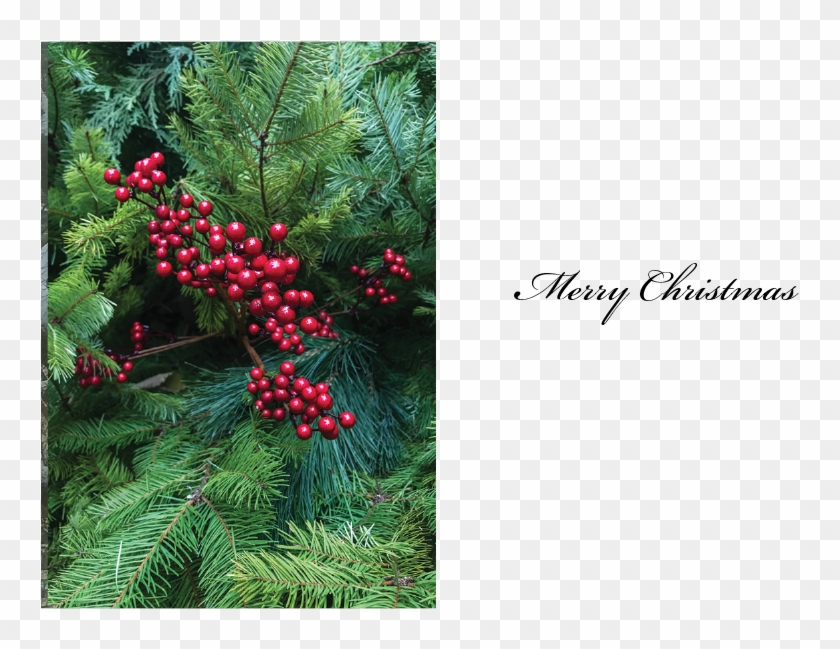#18 Christmas Berries Clipart