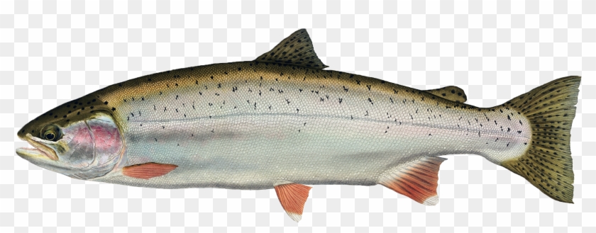 Picture Black And White Stock Salmon Png Image Background - Trout Png Clipart