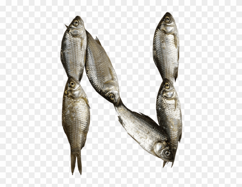 Fish Font - Fish Letter N Clipart