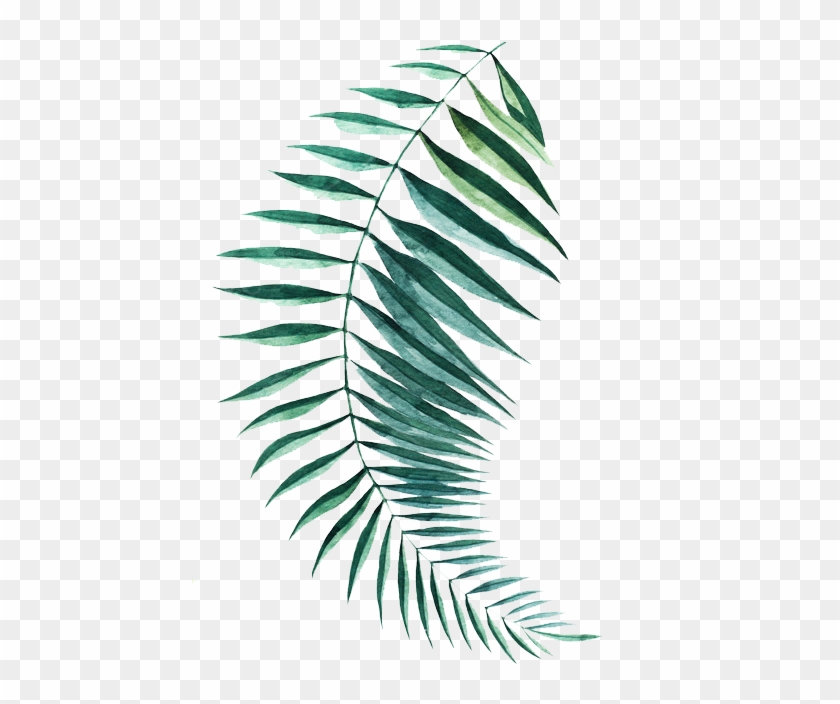 Jpg Library Stock Fern Transparent Feather - Fern Clipart