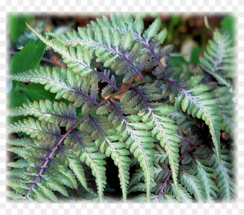 Japanese Painted Fern - Athyrium Niponicum Pictum Clipart #1240138