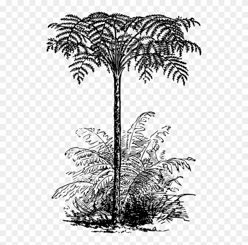 Asian Palmyra Palm Tree Ferns Man Fern - Tree Fern Black And White Clipart