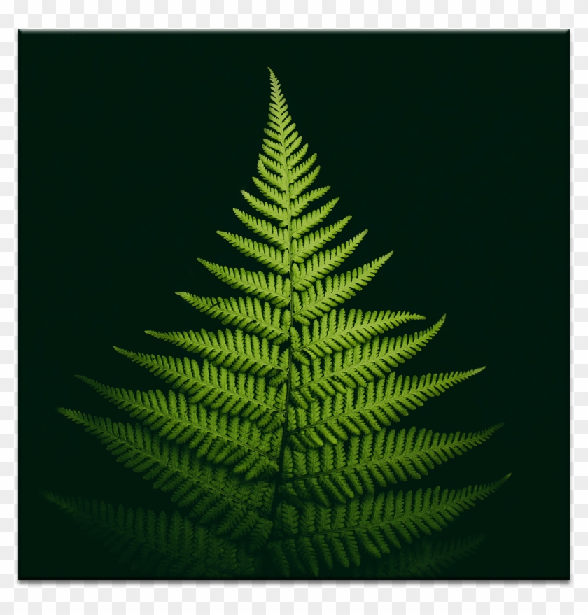 Pyramid Fern - Обои Для Телефона Папоротник Clipart
