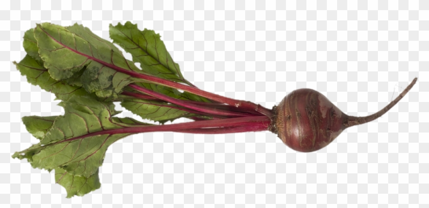 Beet Png - Beet With Roots Clipart