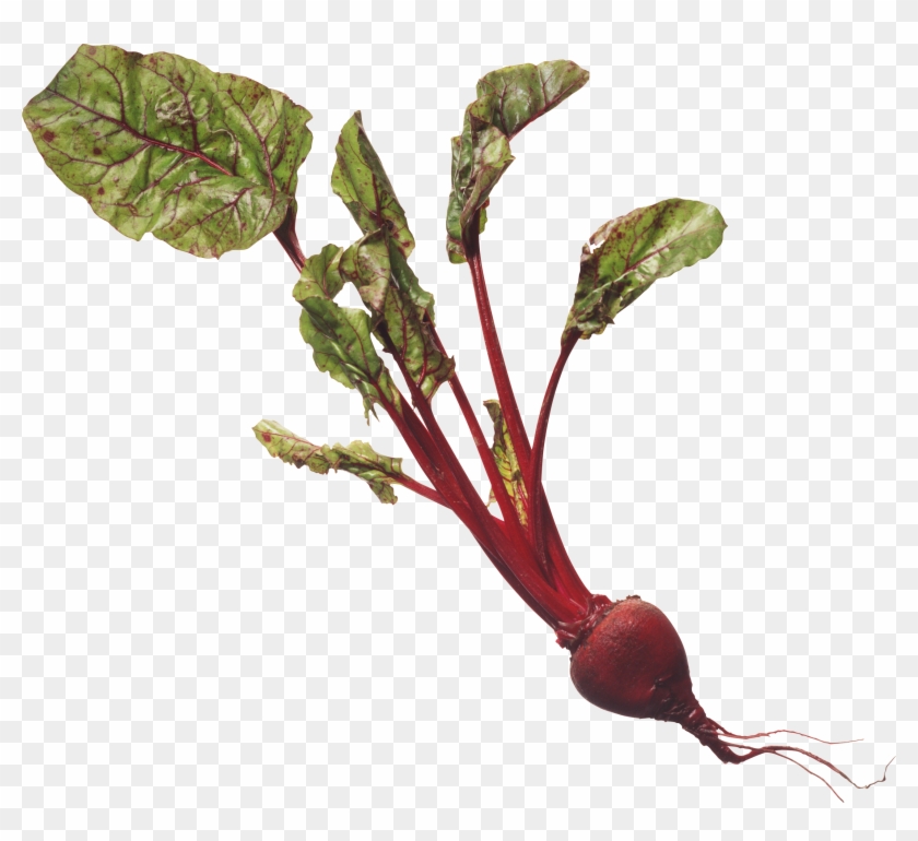 Beet - Chard Clipart #1243503