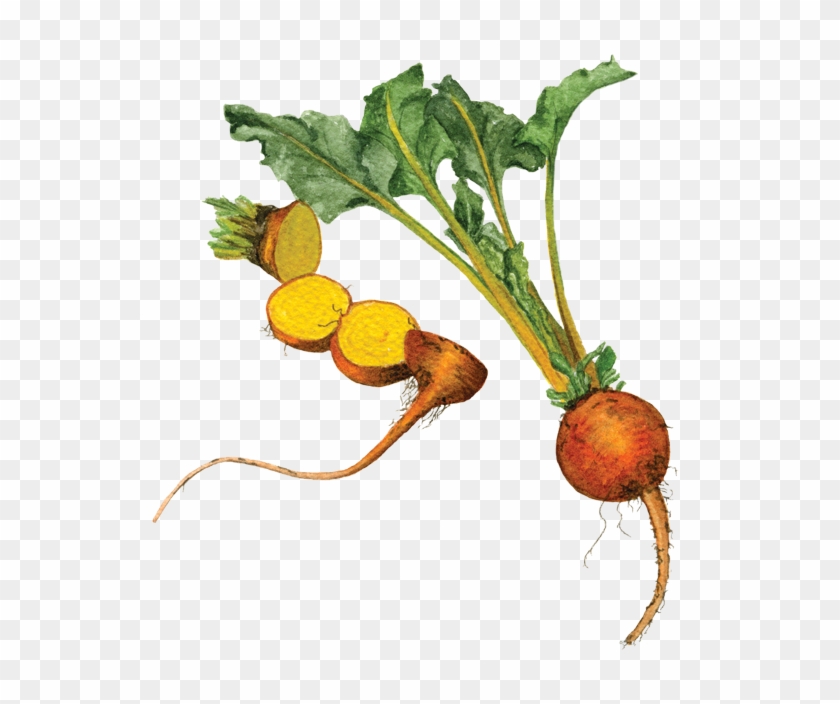 If You Want To Buy My Art - Turnip Clipart