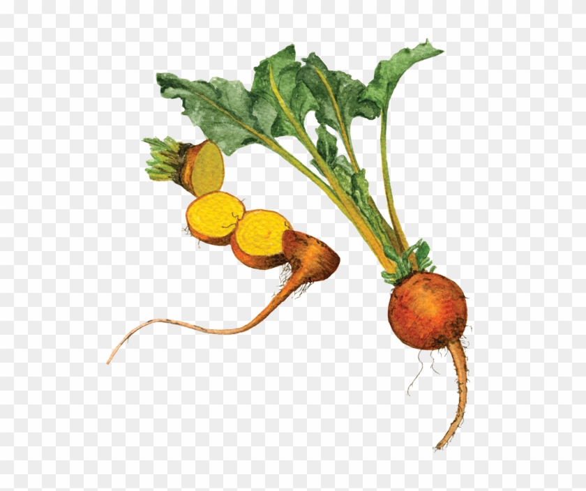 If You Want To Buy My Art - Turnip Clipart #1243721