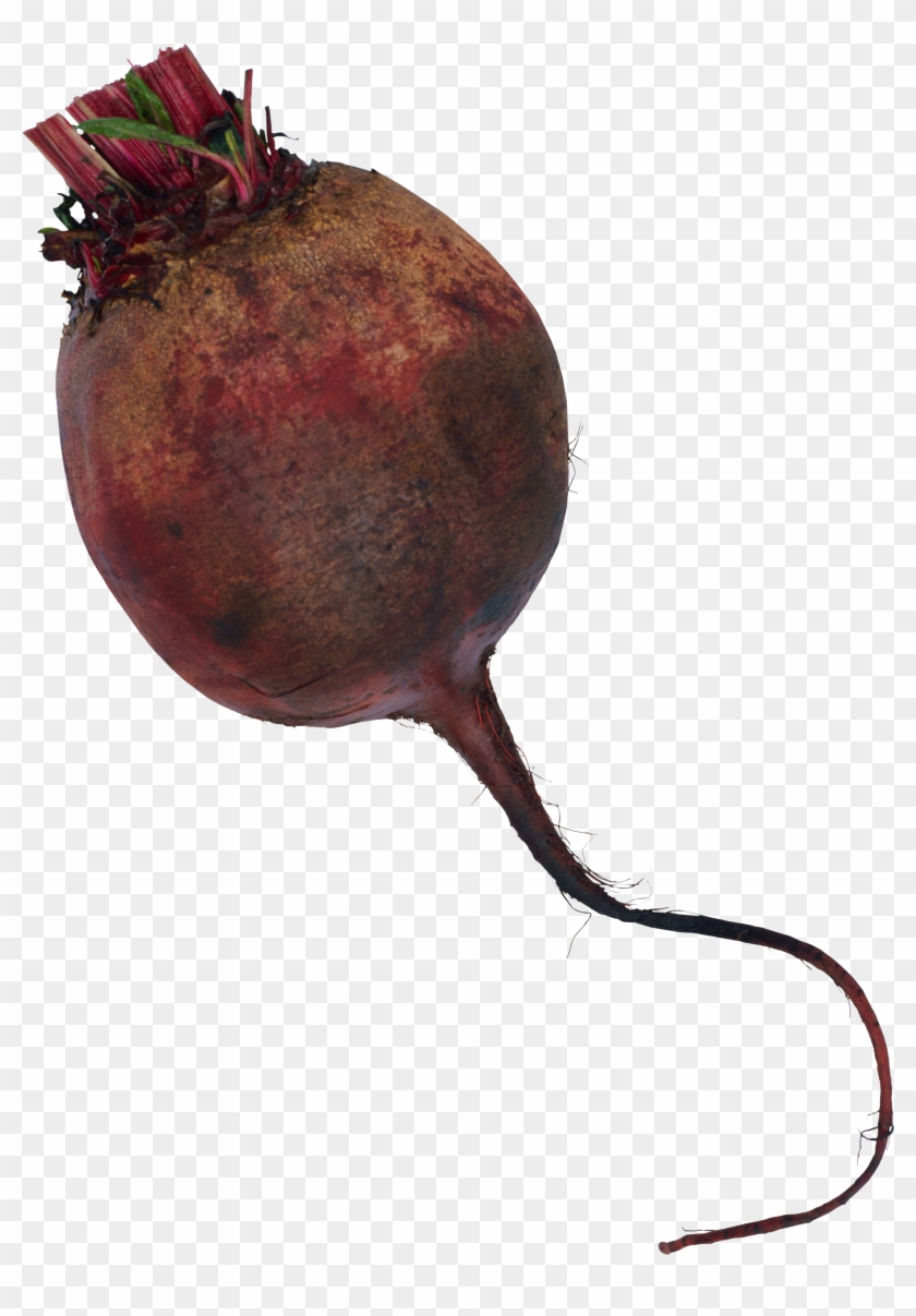 Beet - Свекла Пнг Clipart #1243753