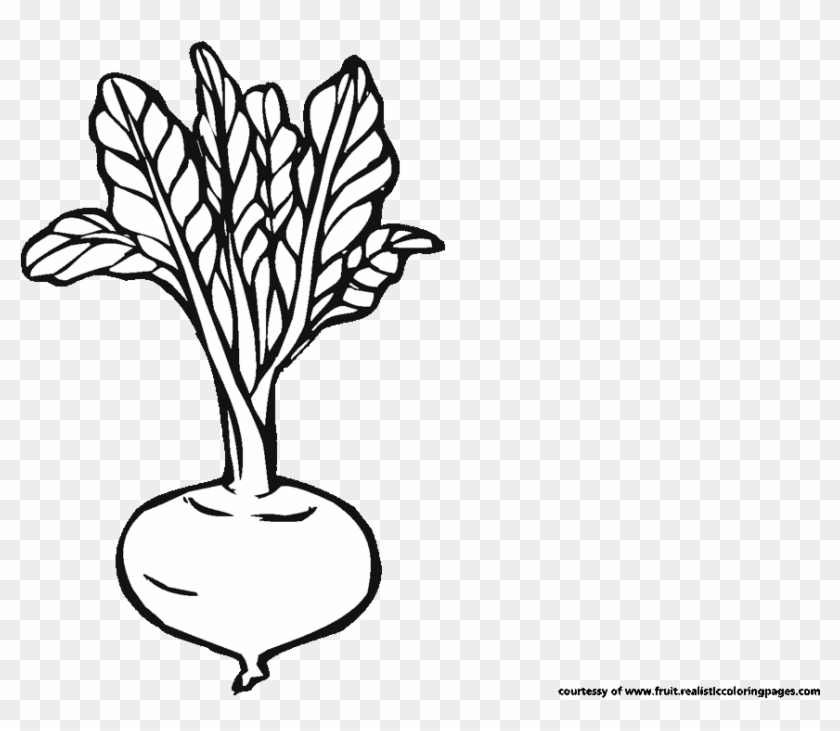 Clip Stock Downloadable Astonishing Beetroot Clipart - Beet Root Clip Art - Png Download