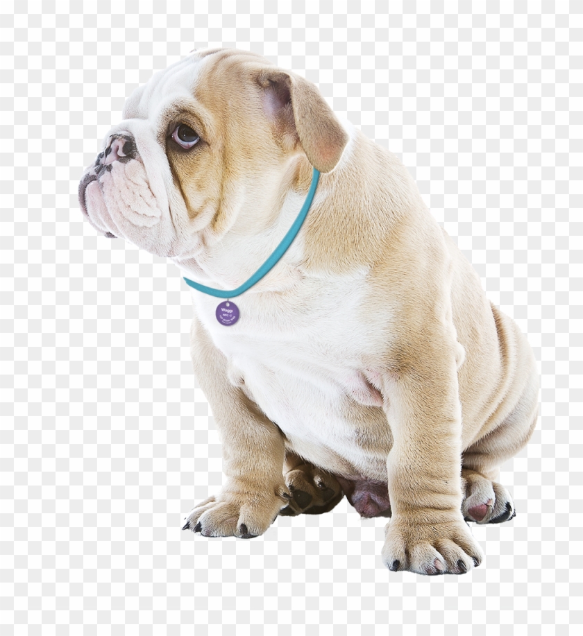 Pet Gps Tracker - Australian Bulldog Clipart